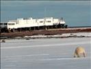 tundra lodge bear